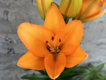 Лилия ЛА Idaho от Завода ФЛОРА