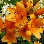Лилия ЛА Idaho - фото 1 от Завода ФЛОРА
