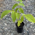 Маньчжурский орех - фото 9 от Завода ФЛОРА