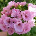 Пеларгония зональная Ю_Кейли - фото 1 от Завода ФЛОРА