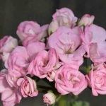 Пеларгония зональная Ю_Кейли от Завода ФЛОРА