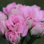 Пеларгония зональная Ю_Кейли - фото 2 от Завода ФЛОРА