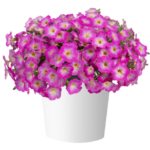 Петуния Cascadias Fantasy Hot Pink Imp.  НОВИНКА2025 от Завода ФЛОРА