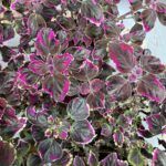 Колеус Trailing Plum Brocade от Завода ФЛОРА