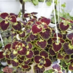 Колеус Trailing Burgundy от Завода ФЛОРА