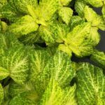 Колеус Tropica от Завода ФЛОРА