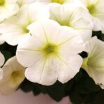 Петуния Sweetunia White - фото 1 от Завода ФЛОРА