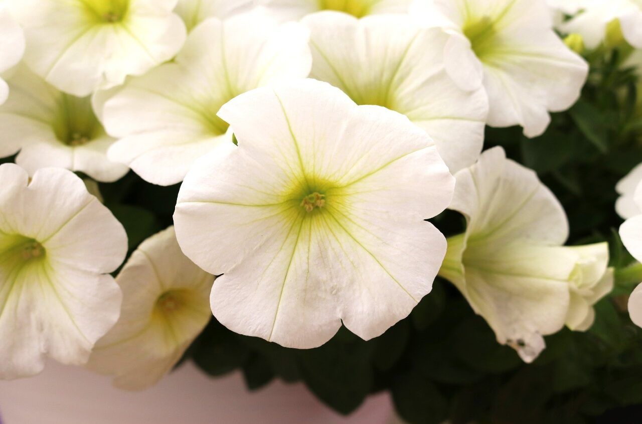 Петуния Sweetunia White - фото 1 от Завода ФЛОРА