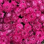 Хризантема мультифлора Meridian Cherry Purple от Завода ФЛОРА