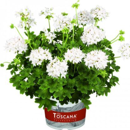 Пеларгония зональная Toscana Summer Twist White (срез/1 шт)