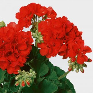 Пеларгония зональная Trend Emilia Orange - фото 1 от Завода ФЛОРА