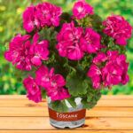 Пеларгония зональная Trend Yvonne Neon от Завода ФЛОРА