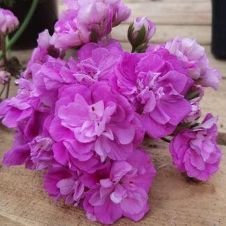 Пеларгония Ю-Сиреневый Туман от Завода ФЛОРА