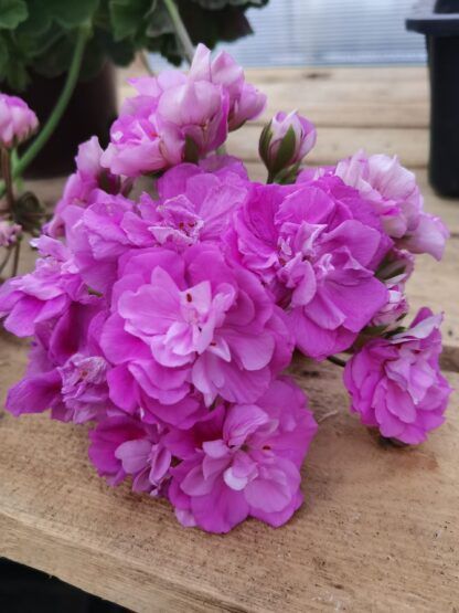 Пеларгония Ю-Сиреневый Туман от Завода ФЛОРА