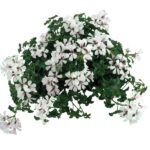 Пеларгония Toscana Balcon Polar от Завода ФЛОРА