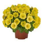 Петуния Potunia Canary Yellow от Завода ФЛОРА