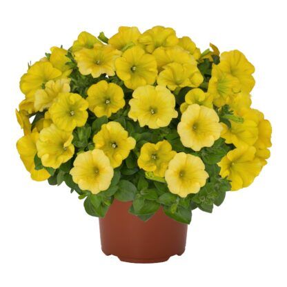 Петуния Potunia Canary Yellow (срезы/5шт)