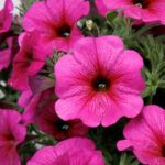 Петуния Петхоа BeautiCal Purple Dawn - фото 1 от Завода ФЛОРА