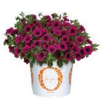 Петуния Sweetunia Surprise Kardinal - фото 1 от Завода ФЛОРА