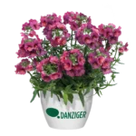 Немезия Nesia Magenta от Завода ФЛОРА