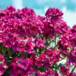 Немезия Nesia Magenta от Завода ФЛОРА