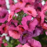 Немезия Nesia Magenta от Завода ФЛОРА