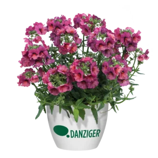 Немезия Nesia Magenta от Завода ФЛОРА