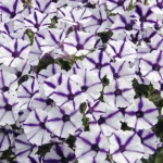 Петуния Mini Vista Violet Star от Завода ФЛОРА