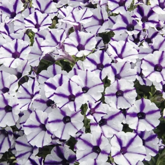 Петуния Mini Vista Violet Star от Завода ФЛОРА