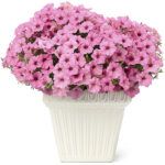 Петуния Vista Bubblegum - фото 3 от Завода ФЛОРА