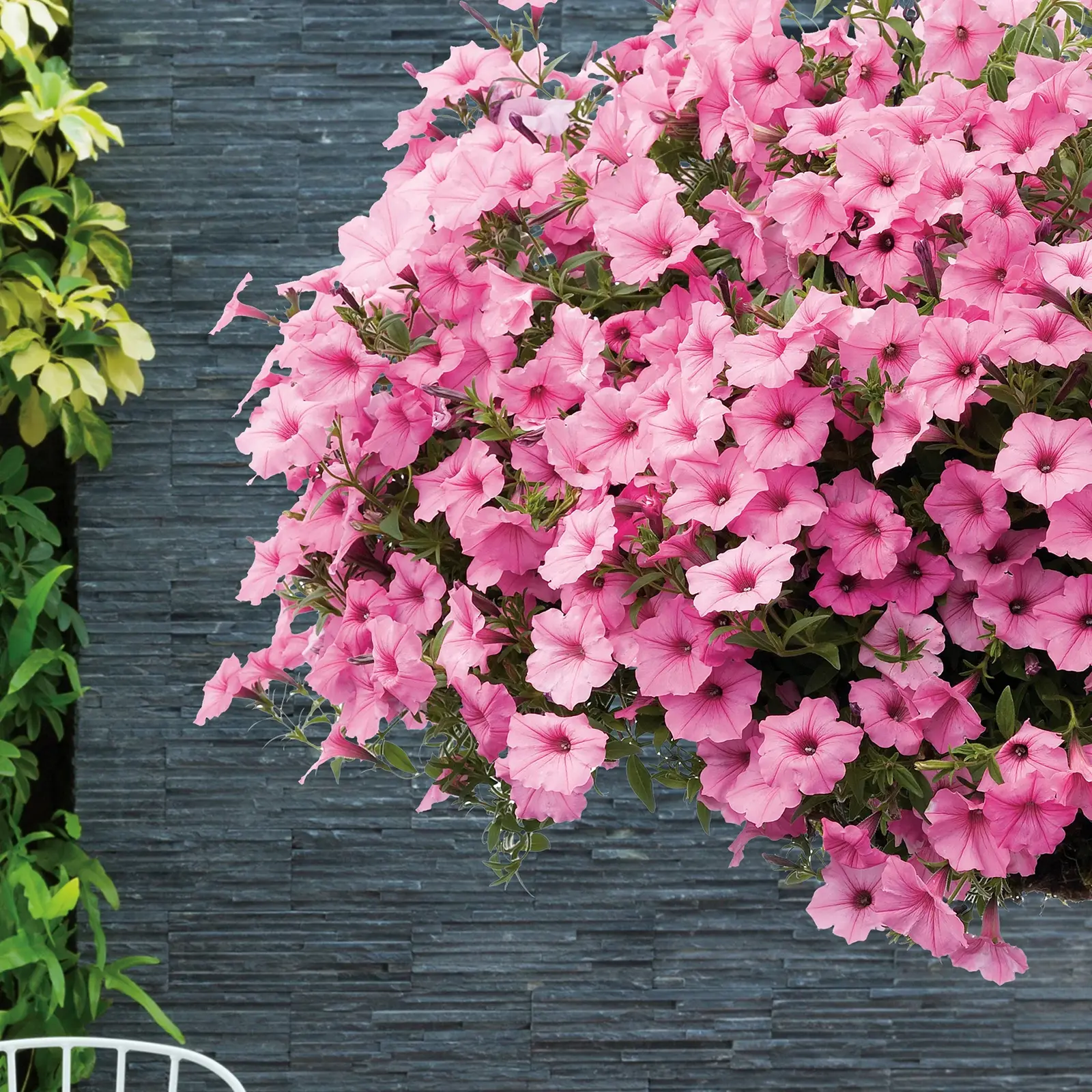 Петуния Vista Bubblegum от Завода ФЛОРА