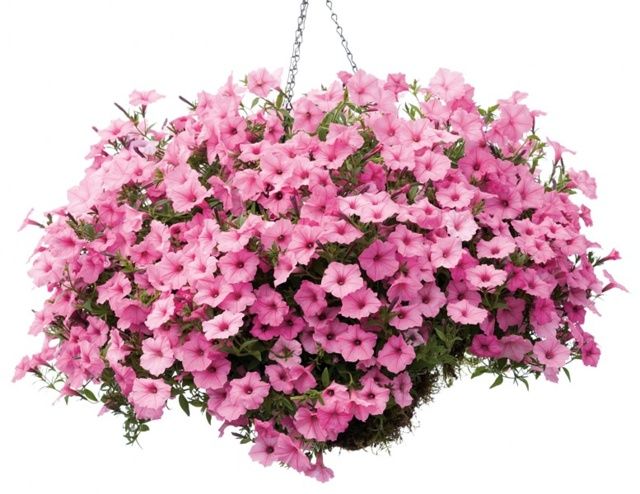 Петуния Vista Bubblegum от Завода ФЛОРА