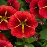 Калибрахоа Cabaret Special Red Kiss от Завода ФЛОРА