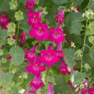 Lophospermum Compact Pink срез/3шт от Завода ФЛОРА