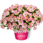 2024 Петуния Amore Princess Pink от Завода ФЛОРА