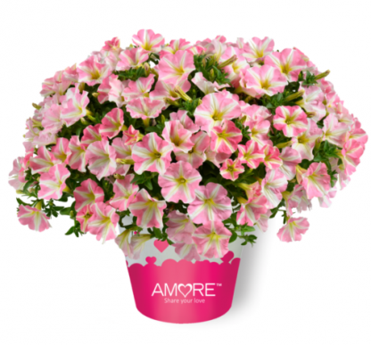 2024 Петуния Amore Princess Pink (0,1л)