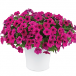 Петуния Capella Burgundy от Завода ФЛОРА