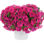 Петуния Capella Neon Pink от Завода ФЛОРА