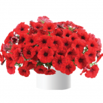 Петуния Cascadias Chili Red от Завода ФЛОРА