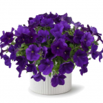 Петуния Cascadias Indigo от Завода ФЛОРА