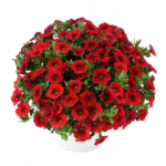 Калибрахоа Colibri Bright Red от Завода ФЛОРА