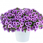 2024 Калибрахоа Colibri Spark Purple от Завода ФЛОРА