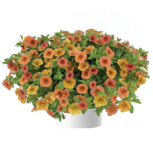 Калибрахоа Lia Melon (срез/5шт)