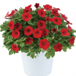 Петуния Littletunia Bright Red от Завода ФЛОРА