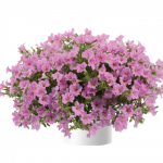 Петуния Littletunia Pink от Завода ФЛОРА