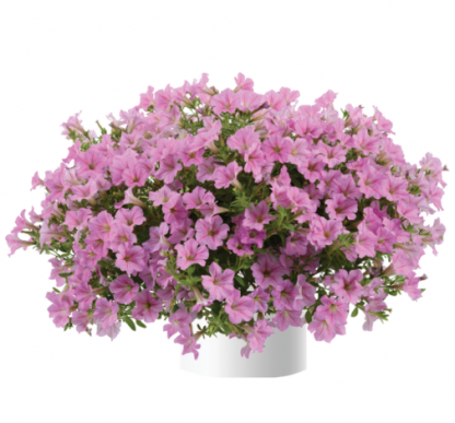 Петуния Littletunia Pink (0,1л)