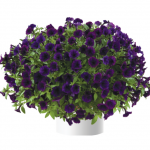 Петуния Littletunia Purple Blue от Завода ФЛОРА