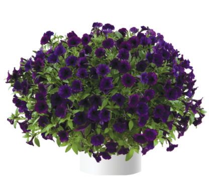 Петуния Littletunia Purple Blue (0,1л)