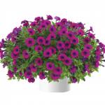 Петуния Littletunia Shiraz от Завода ФЛОРА