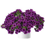 Калибрахоа Noa Ultra Purple от Завода ФЛОРА